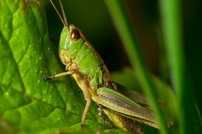 grasshopper-nature-macro-detail-55739